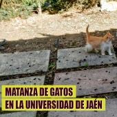 Matanza de gatos en la Universidad de Jaén