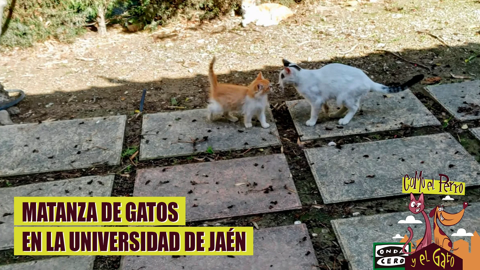 Matanza de gatos en la Universidad de Ja&eacute;n