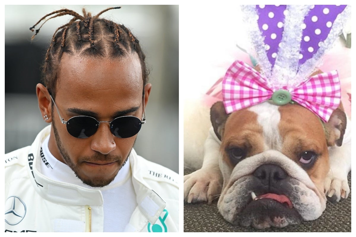 El piloto Hamilton con 'el corazón roto' tras el fallecimiento de su perra Coco El piloto Hamilton con 'el corazón roto' tras el fallecimiento de su perra Coco