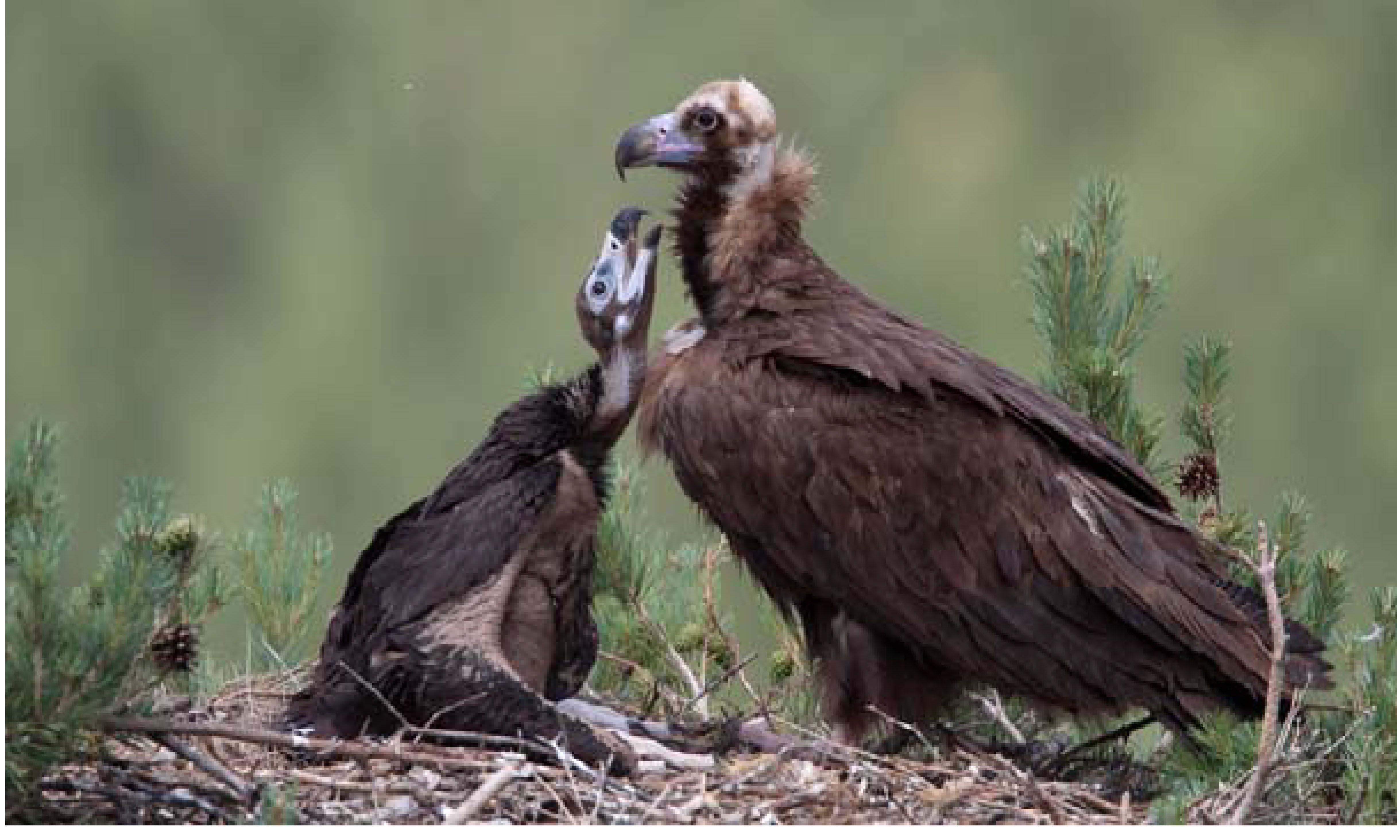Extremadura se promociona en Reino Unido como un paraíso para la observación de aves Extremadura se promociona en Reino Unido como un paraíso para la observación de aves