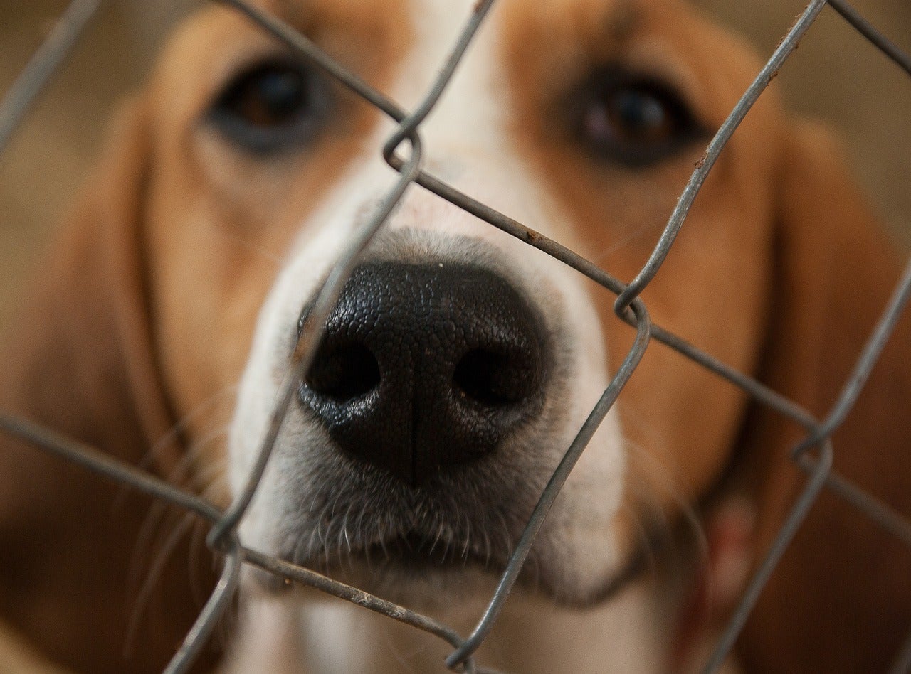 Raúl Mérida: "que 2021 sea un año de alivio, ilusión y esperanza" para los derechos de los animales Raúl Mérida: "que 2021 sea un año de alivio, ilusión y esperanza" para los derechos de los animales