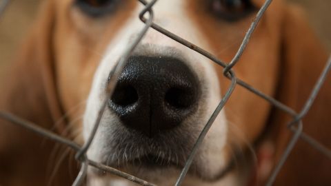 Perro en una protectora de animales