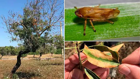 Los insectos que propagan la Xylella fastidiosa viajan mas de lo que se pensaba Los insectos que propagan la Xylella fastidiosa viajan mas de lo que se pensaba
