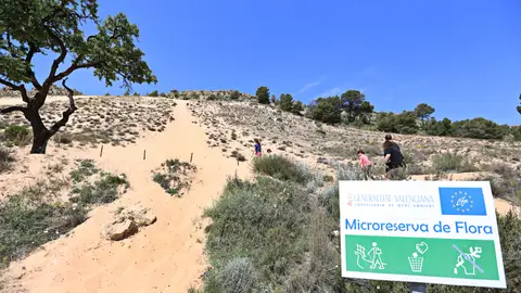 Arenal de l’Almorxo, Petrer Arenal de l’Almorxo, Petrer