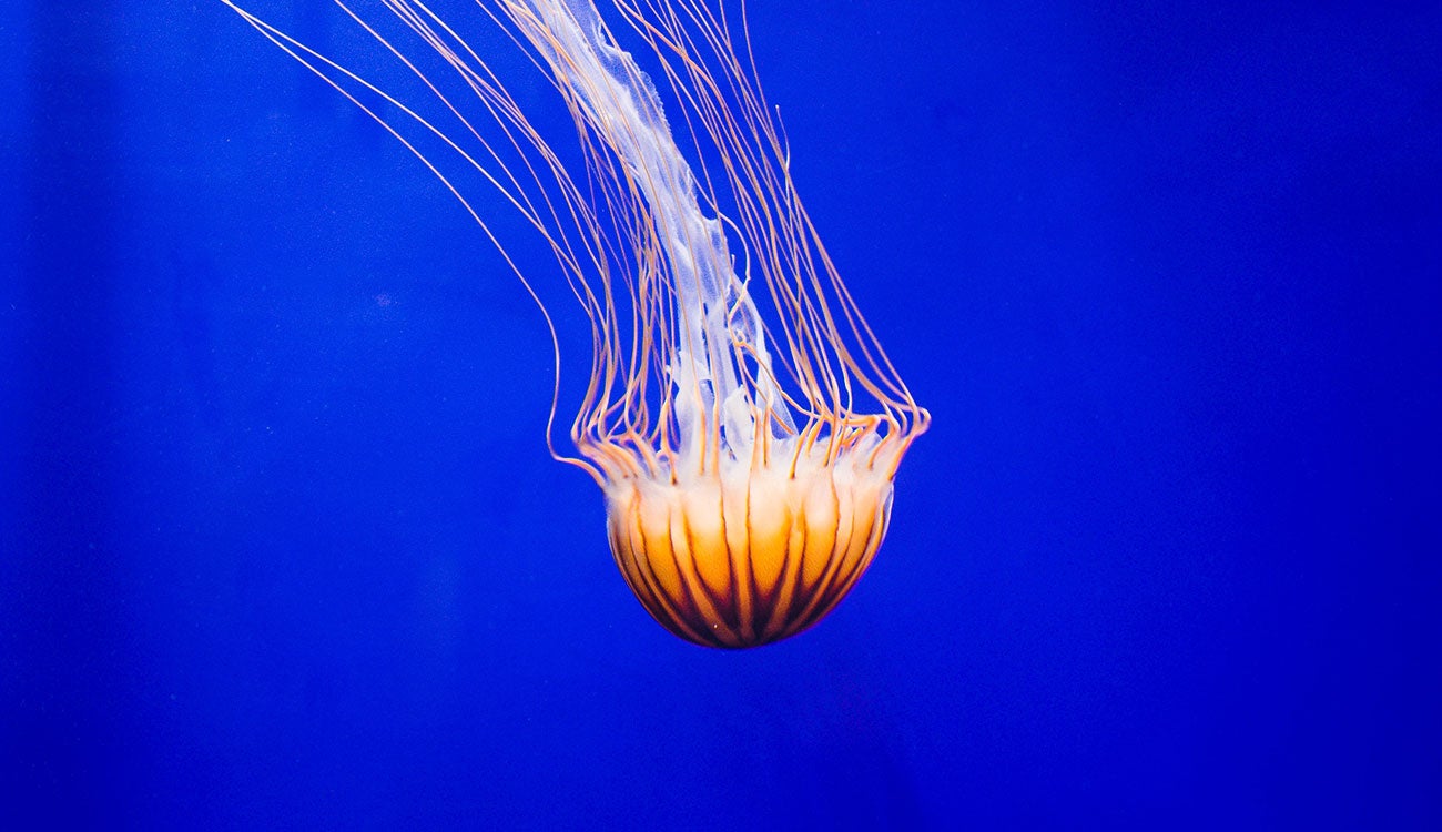 Aparici en Órbita: ¿Qué han inventado las medusas? Aparici en Órbita: ¿Qué han inventado las medusas?