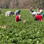 Sector agrícola Sector agrícola