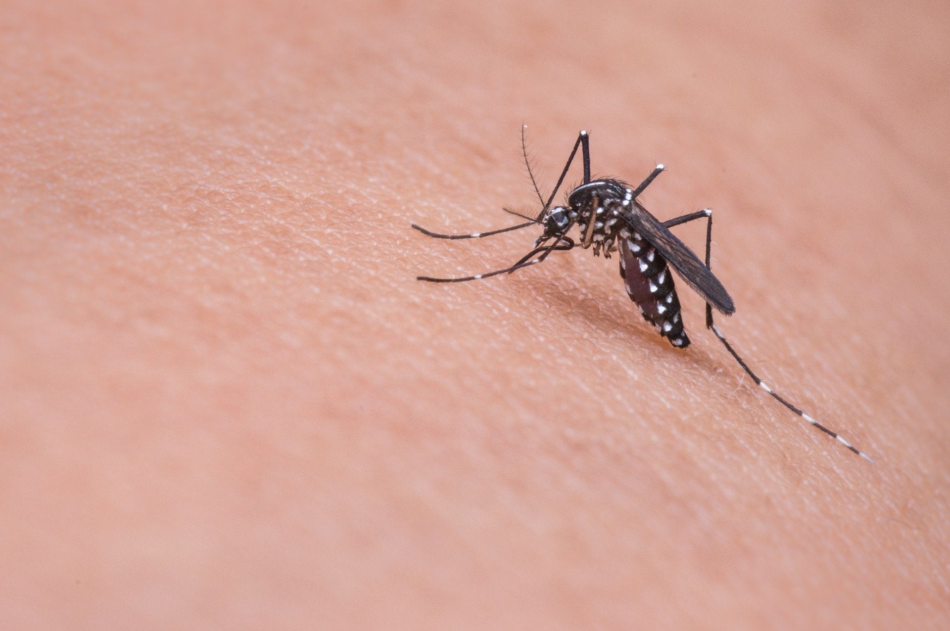 Castelló lanza una campaña informativa para prevenir las plagas de mosquitos en el hogar Castelló lanza una campaña informativa para prevenir las plagas de mosquitos en el hogar