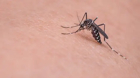 ESTA MUJER ACUMULA EN CUBOS LOS MOSQUITOS DE SU JARDÍN ESTA MUJER ACUMULA EN CUBOS LOS MOSQUITOS DE SU JARDÍN
