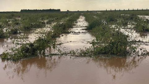 El graniz&oacute; provoc&oacute; graves da&ntilde;os en el vi&ntilde;edo de Socu&eacute;llamos