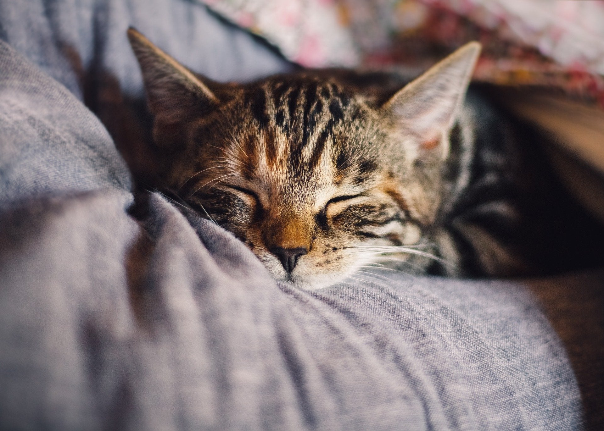 Una familia recibe una solicitud de registro electoral para su gato, que además murió hace 12 años Una familia recibe una solicitud de registro electoral para su gato, que además murió hace 12 años