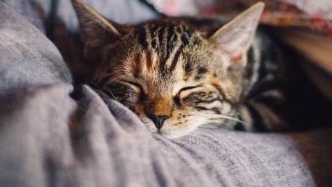 Gato
