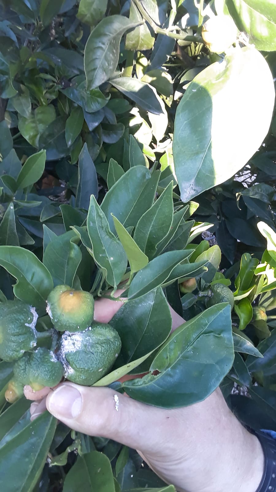 Estos insectos combatirán las plagas en las plantaciones de cítricos de Castellón Estos insectos combatirán las plagas en las plantaciones de cítricos de Castellón