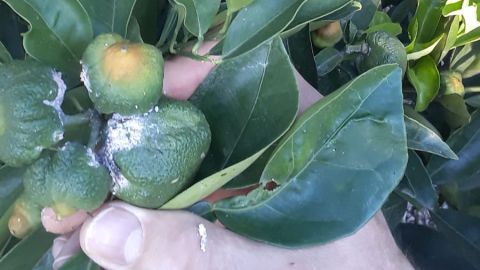 Producto da&ntilde;ado por el 'Cotonet de Sud&aacute;frica'