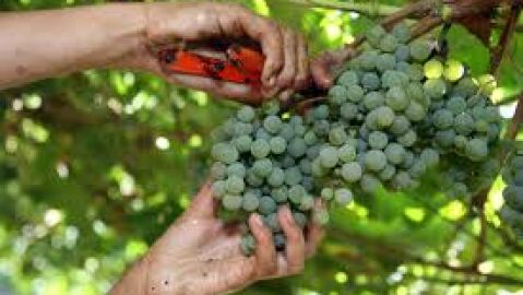 Axudas o sector vitivin&iacute;cula por parte da Xunta