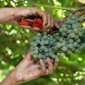 Axudas o sector vitivinícula por parte da Xunta