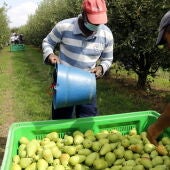  Agricultors recollint fruita en un camp d’Alcarràs, a la comarca del Segrià.