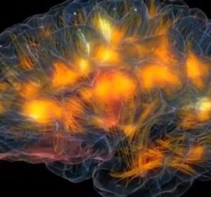 Es podria digitalitzar el nostre cervell i descarregar-lo a un servidor virtual? Es podria digitalitzar el nostre cervell i descarregar-lo a un servidor virtual?