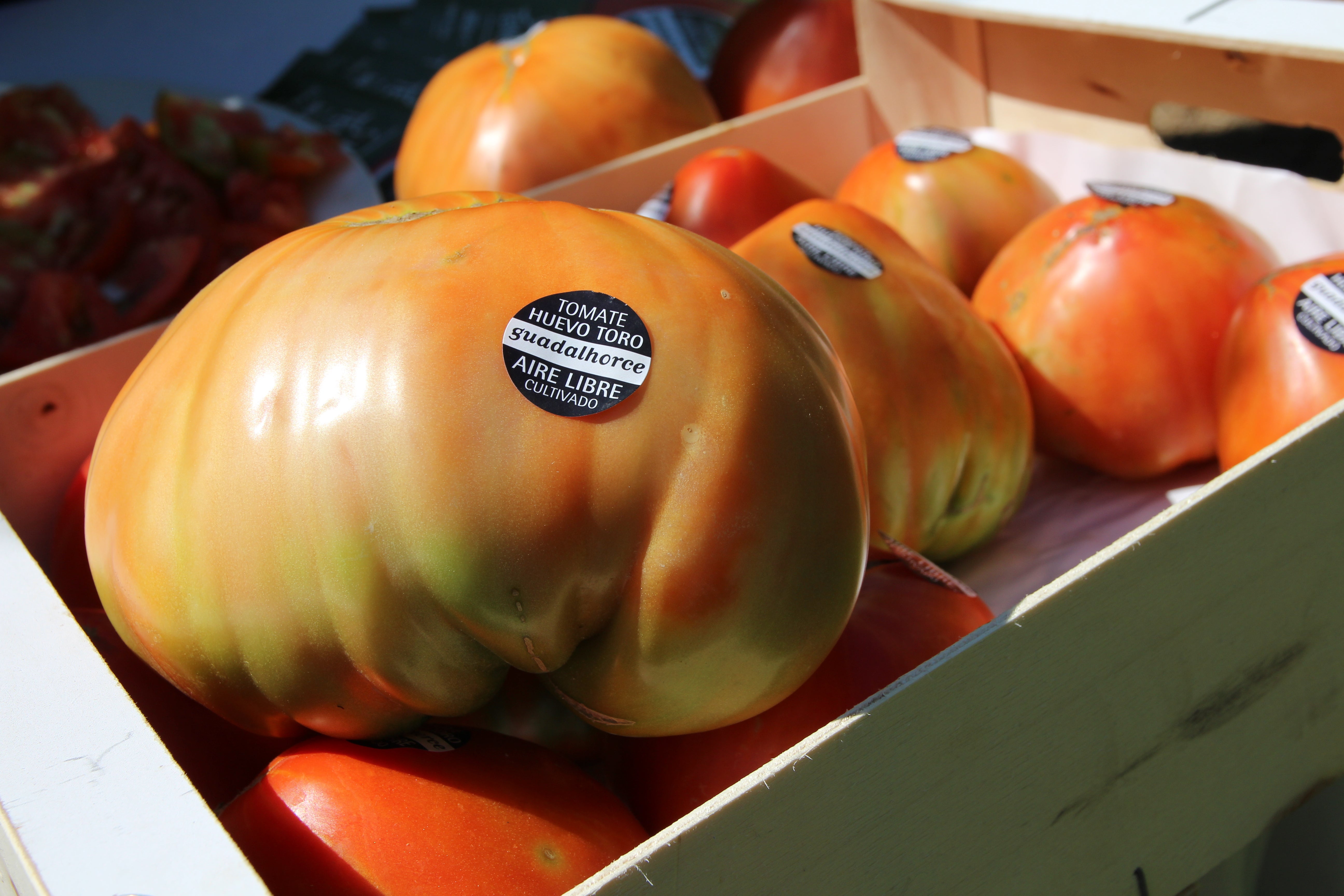 Arranca la campaña Tomate Huevo de Toro 2021 Arranca la campaña Tomate Huevo de Toro 2021