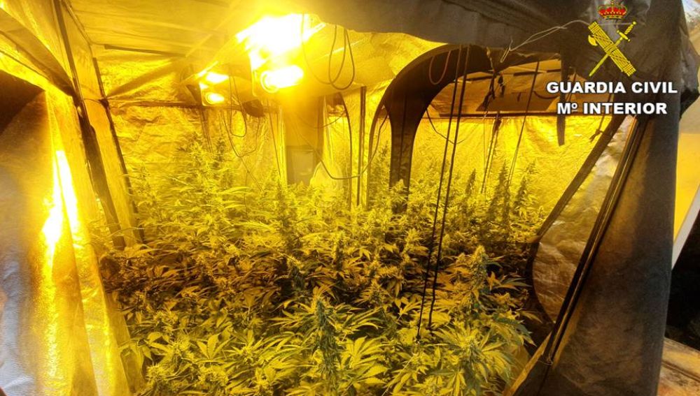 Plantación de marihuana desmantelada en Novelda.