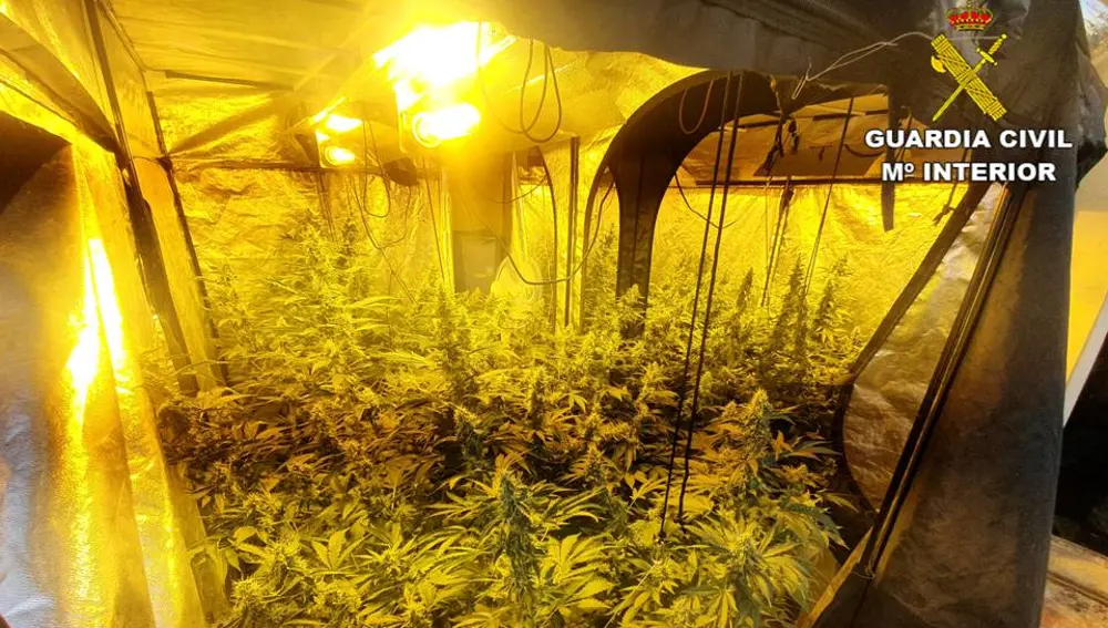 Plantación de marihuana desmantelada en Novelda. Plantación de marihuana desmantelada en Novelda.