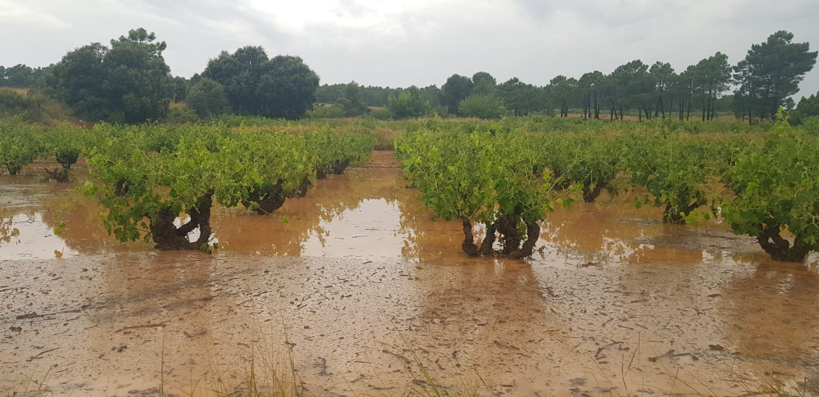Los agricultores calculan pérdidas de hasta 30 millones por la tormenta de pedrisco en algunos puntos de la Comunitat Los agricultores calculan pérdidas de hasta 30 millones por la tormenta de pedrisco en algunos puntos de la Comunitat