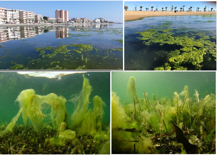 Un informe del IEO apuesta por reducir los fertilizantes nitrogenados en la agricultura del Campo Cartagena. Un informe del IEO apuesta por reducir los fertilizantes nitrogenados en la agricultura del Campo Cartagena.