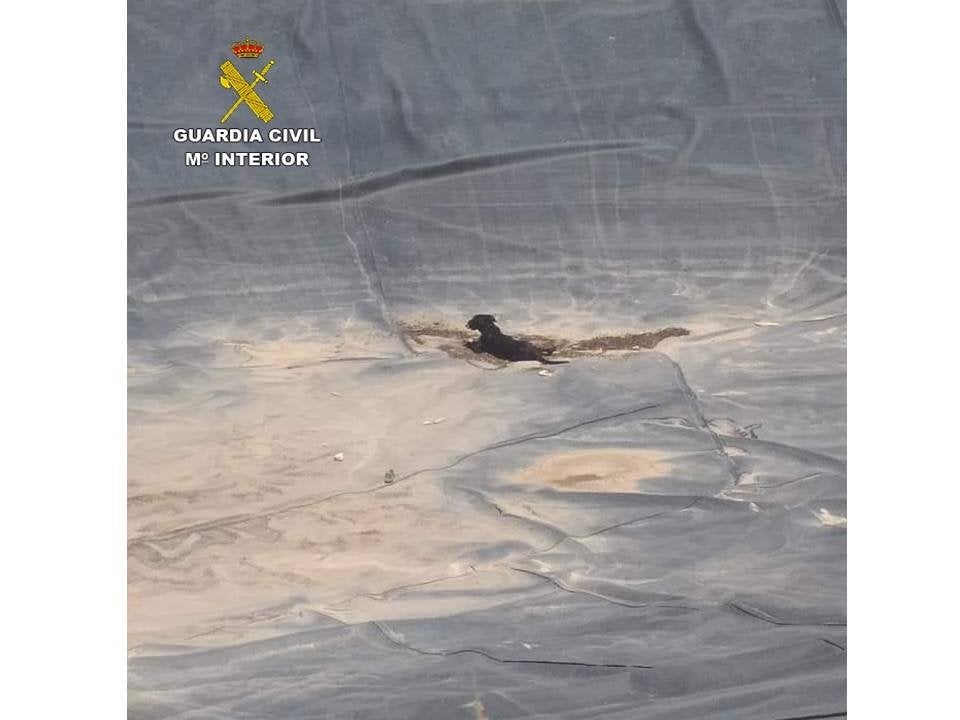 Agentes de la Guardia Civil rescatan en Crevillent un perro del interior de una balsa de riego vacía de agua Agentes de la Guardia Civil rescatan en Crevillent un perro del interior de una balsa de riego vacía de agua