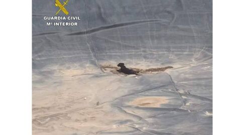 El perro rescatado por la Guardia Civil en Crevillent en el interior de la balsa en la que cay&oacute;.