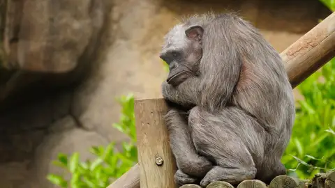 La chimpancé Vieja La chimpancé Vieja