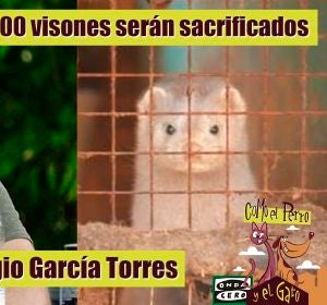 92.700 visones sacrificados 92.700 visones sacrificados
