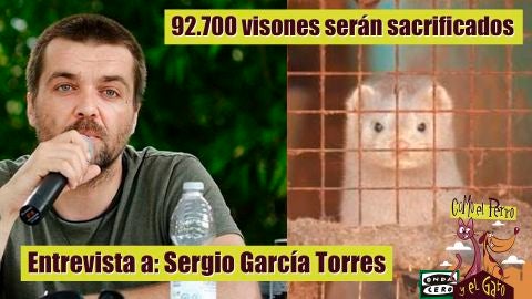 92.700 visones sacrificados