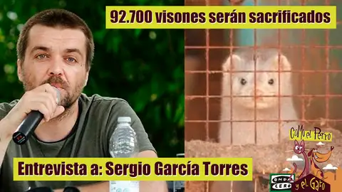 92.700 visones sacrificados 92.700 visones sacrificados