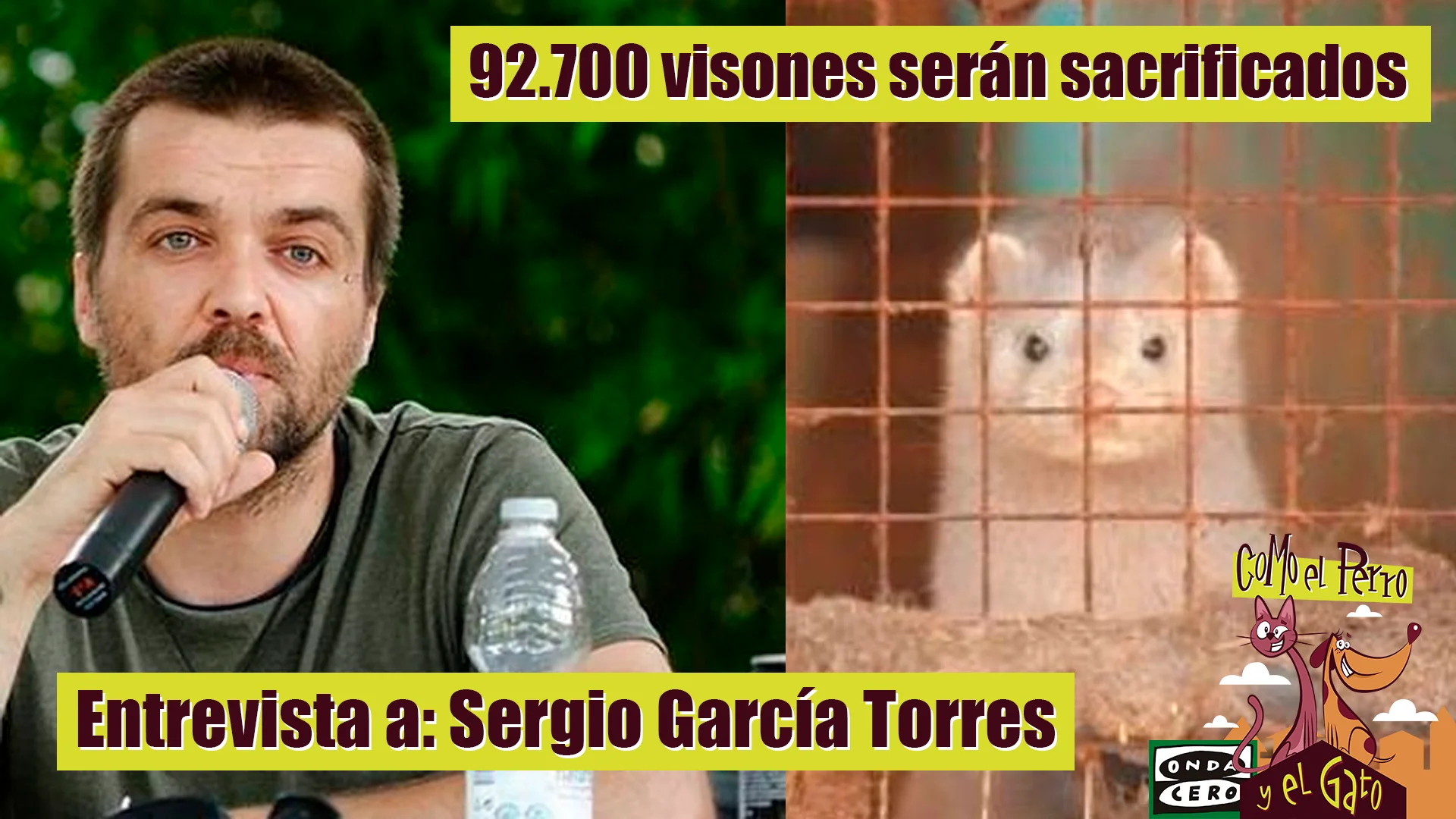 92.700 visones sacrificados