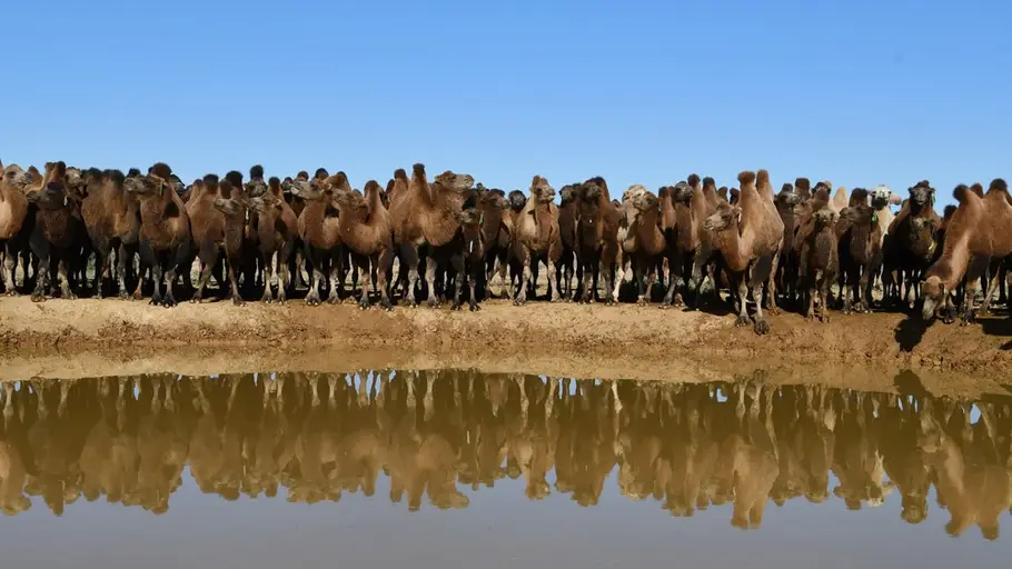 Camellos en el desierto del Gobi Camellos en el desierto del Gobi