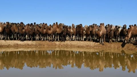 Camellos en el desierto del Gobi