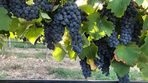 Uva de los campos del Somontano Comienza la vendimia en la D.O. Somontano