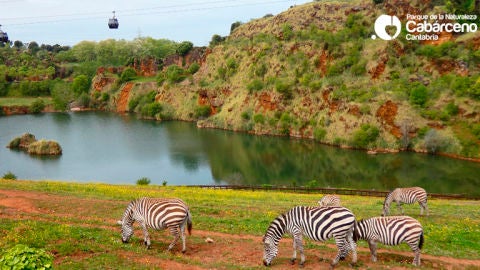 Cebras en el Parque de Cab&aacute;rceno