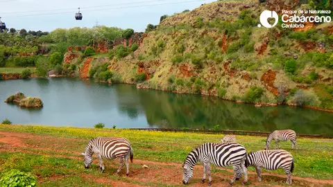 Cebras en el Parque de Cabárceno Cebras en el Parque de Cabárceno
