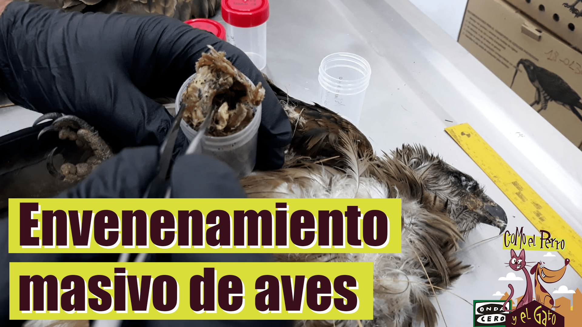 "El ciudadano tiene la obligación moral y legal de dar aviso a las autoridades" "El ciudadano tiene la obligación moral y legal de dar aviso a las autoridades"