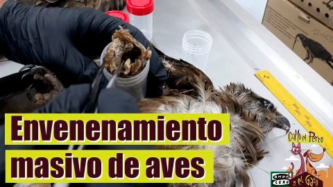Envenenamiento masivo de aves