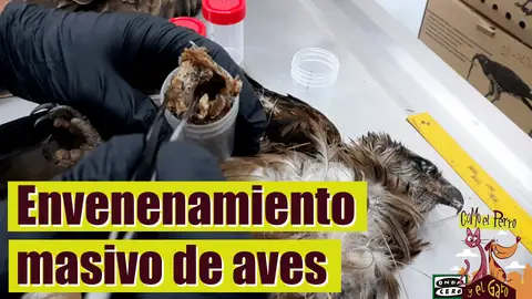 Envenenamiento masivo de aves Envenenamiento masivo de aves
