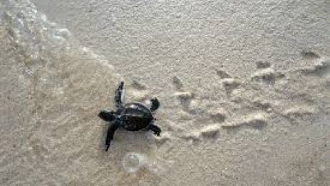 TORTUGA BOBA