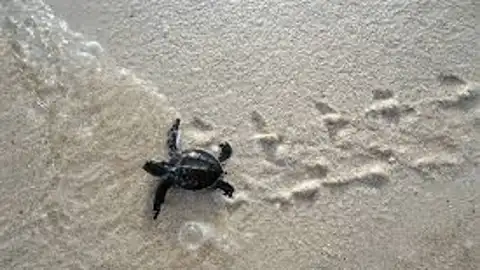 TORTUGA BOBA TORTUGA BOBA