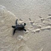 TORTUGA BOBA