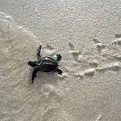 TORTUGA BOBA TORTUGA BOBA