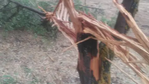 Almendro fulminado por rayo en Tinajas Almendro fulminado por rayo en Tinajas