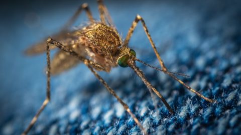 Mosquitos invasores: as&iacute; es como el cambio clim&aacute;tico favorece su llegada