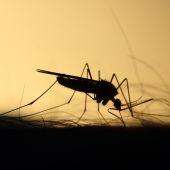 Imagen de recurso de un mosquito