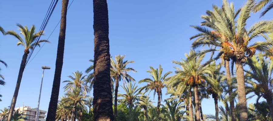 Por delante un fin de semana caluroso en Elche, Crevillent y Santa Pola Por delante un fin de semana caluroso en Elche, Crevillent y Santa Pola
