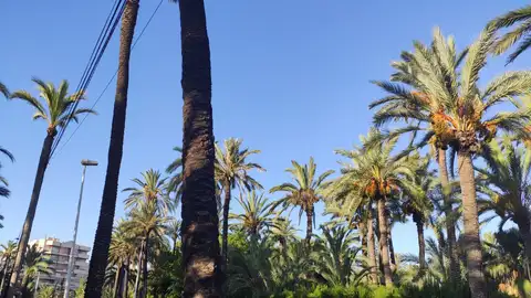 Por delante un fin de semana caluroso en Elche, Crevillent y Santa Pola ACTUALIDAD METEOROLÓGICA
